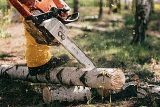 Tree specialist cutting birch tree with chainsaw for removal