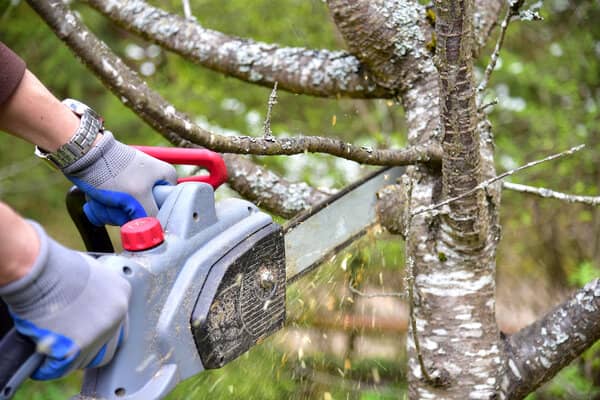 Tree trimming professional using chainsaw on tree branches