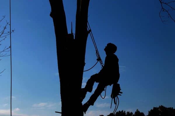 Tree climber at dusk preparing tree removal