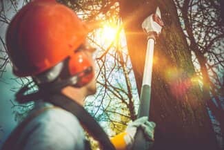 Tree service specialist removing tree limbs